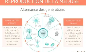 Cycle de vie d'une méduse : du polype à l'ephyra, puis la méduse avant transformation.