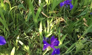 Fleurs d'iris bleues, comme des messagères d'Héra, émergent d'un écrin de verdure luxuriante.
