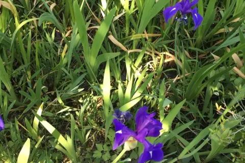 Fleurs d'iris bleues, comme des messagères d'Héra, émergent d'un écrin de verdure luxuriante.