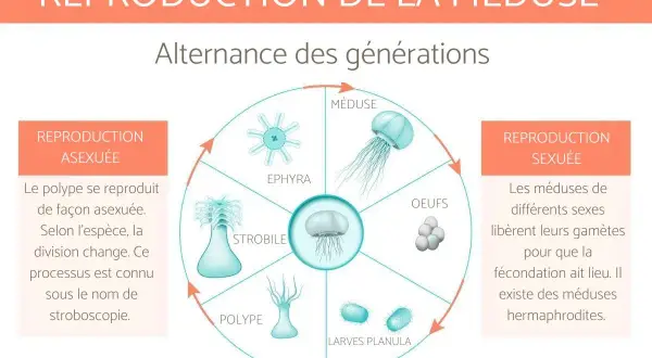 Cycle de vie d'une méduse : du polype à l'ephyra, puis la méduse avant transformation.