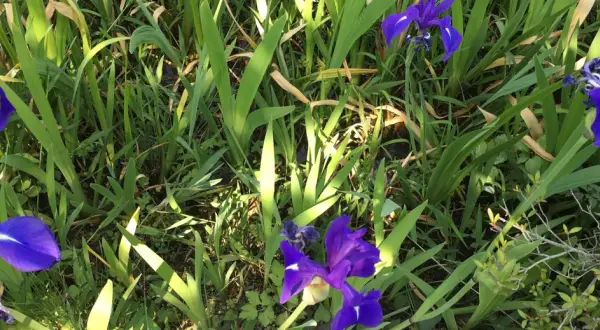 Fleurs d'iris bleues, comme des messagères d'Héra, émergent d'un écrin de verdure luxuriante.