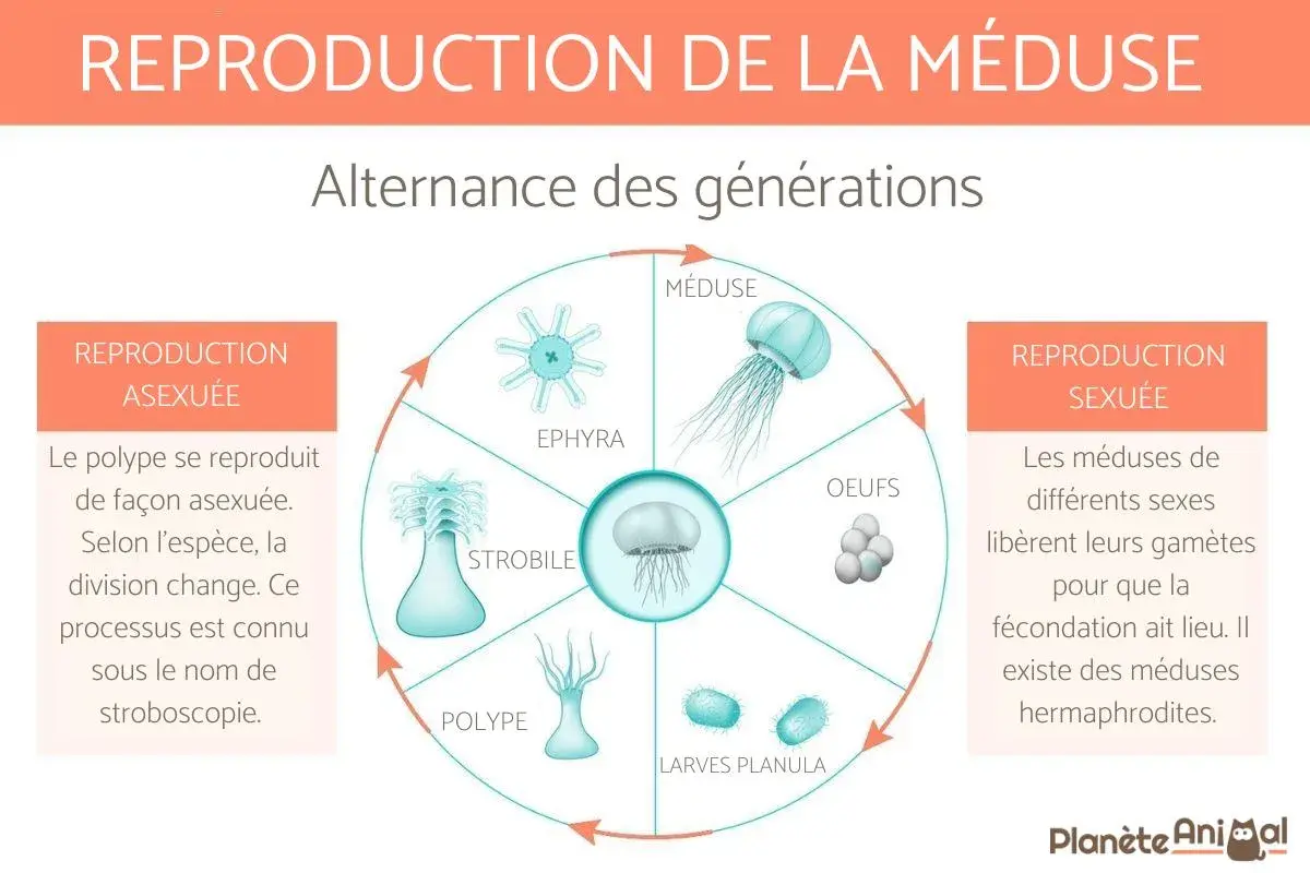Cycle de vie d'une méduse : du polype à l'ephyra, puis la méduse avant transformation.
