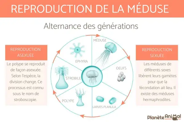 Cycle de vie d'une méduse : du polype à l'ephyra, puis la méduse avant transformation.