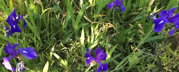 Fleurs d'iris bleues, comme des messagères d'Héra, émergent d'un écrin de verdure luxuriante.